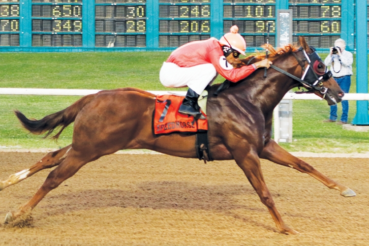 Speedhorse Magazine Your Global Connection to Quarter Horse Racing