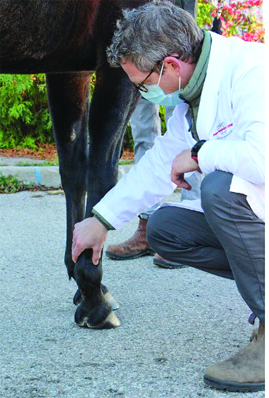 Lameness evaluation of horse’s fetlock. 